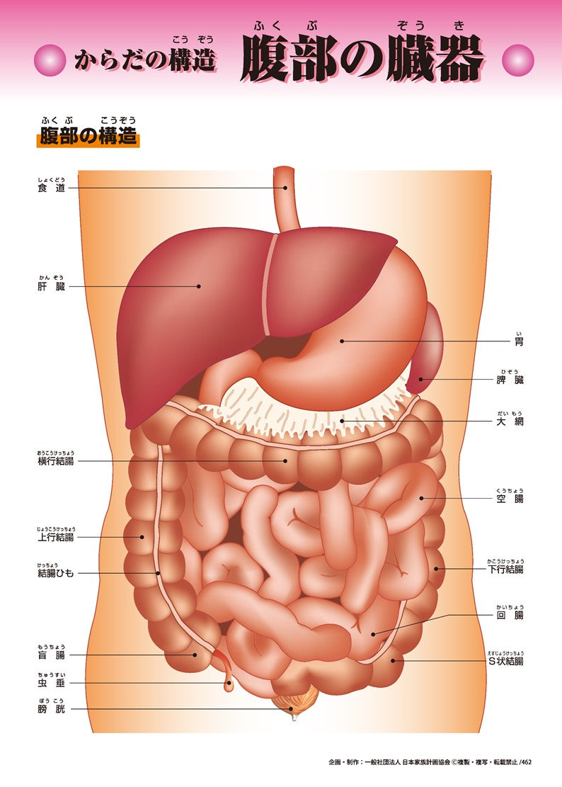 腹部の臓器
