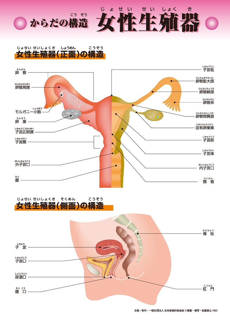 女性 性 人気 食器