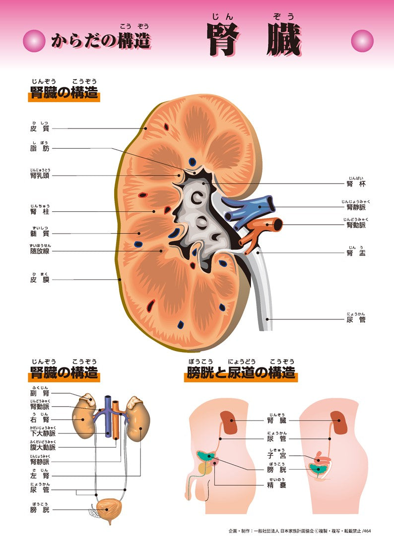 腎臓 – JFPA®オンラインショップ