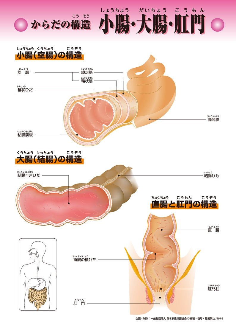小腸・大腸・肛門 – JFPA®オンラインショップ