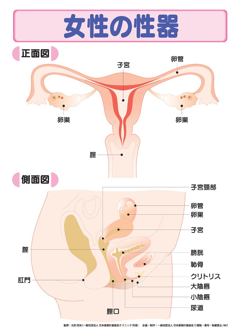 女性器