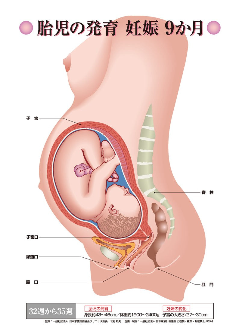 胎児の発育 妊娠9か月 – JFPA®オンラインショップ