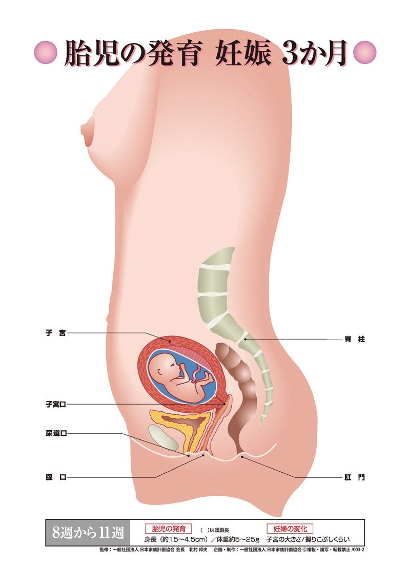妊娠 3 ヶ月