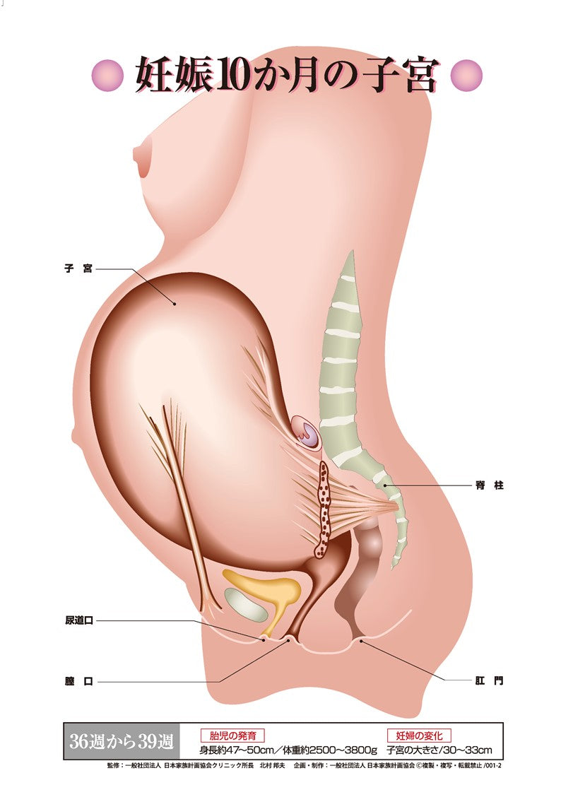 子宮 妊娠10か月の子宮 – JFPA®オンラインショップ