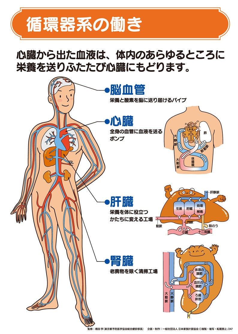 循環器系構造 – 循環器系の構造と機能 : 循環器系のしくみとはたらき – MRXEB