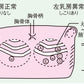 乳がん触診モデル精密型